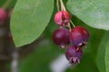 Juneberry Amelanchier lamarckii, wine-red fruit